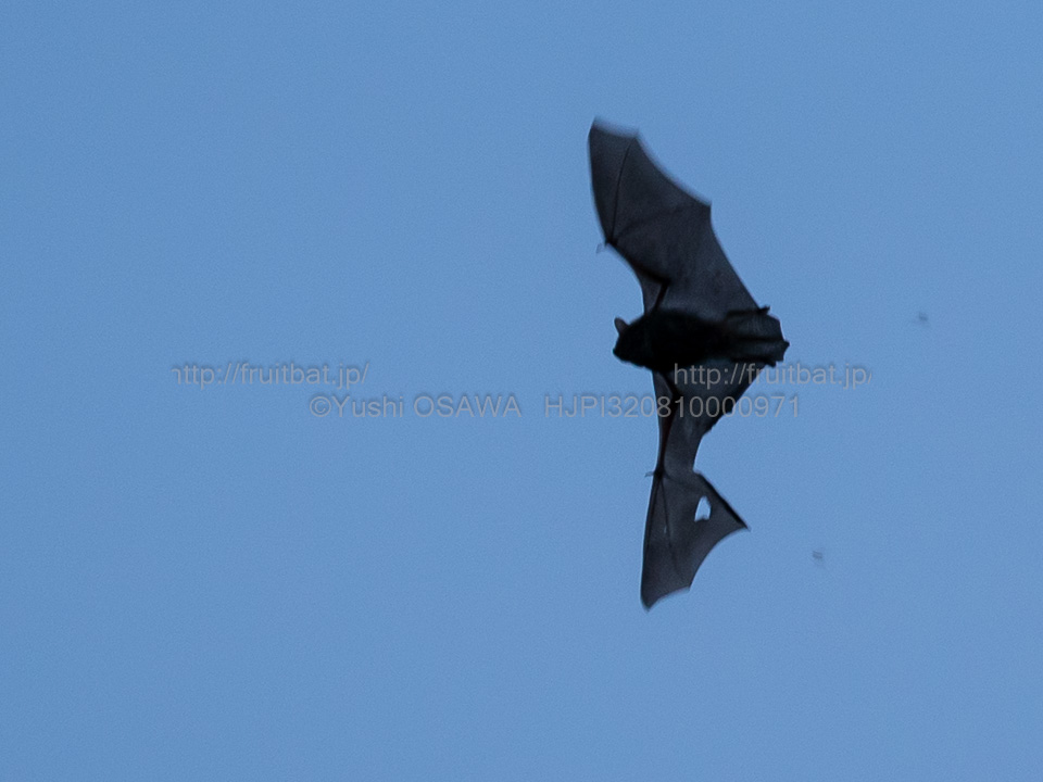 BAT_Yushi_Osawa's tweet image. やぶれ傘のアブラコウモリPipistrellus abramus。ちゃんと飛んでいるし、餌も捕っていた。#コウモリ #Chiroptera #bats
