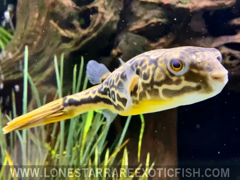 LS_RareFish's tweet photo. Meet the impressive MBU Puffer, a freshwater giant from West Africa, known for its unique defense mechanism and captivating behavior. Learn more about this aquatic marvel: https://t.co/3DpYJ7Z0qt #mbupuffer #monsterfishkeepers #exoticfish #aquariumhobby #tropicalfish #fishkeeping https://t.co/m4nwKH6Jmy