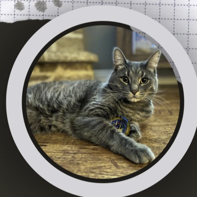 Guelph Lost Pets tweet media