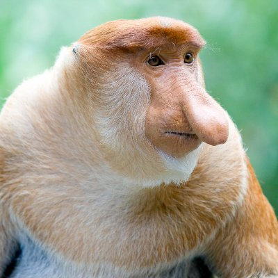 White Knight tweet media