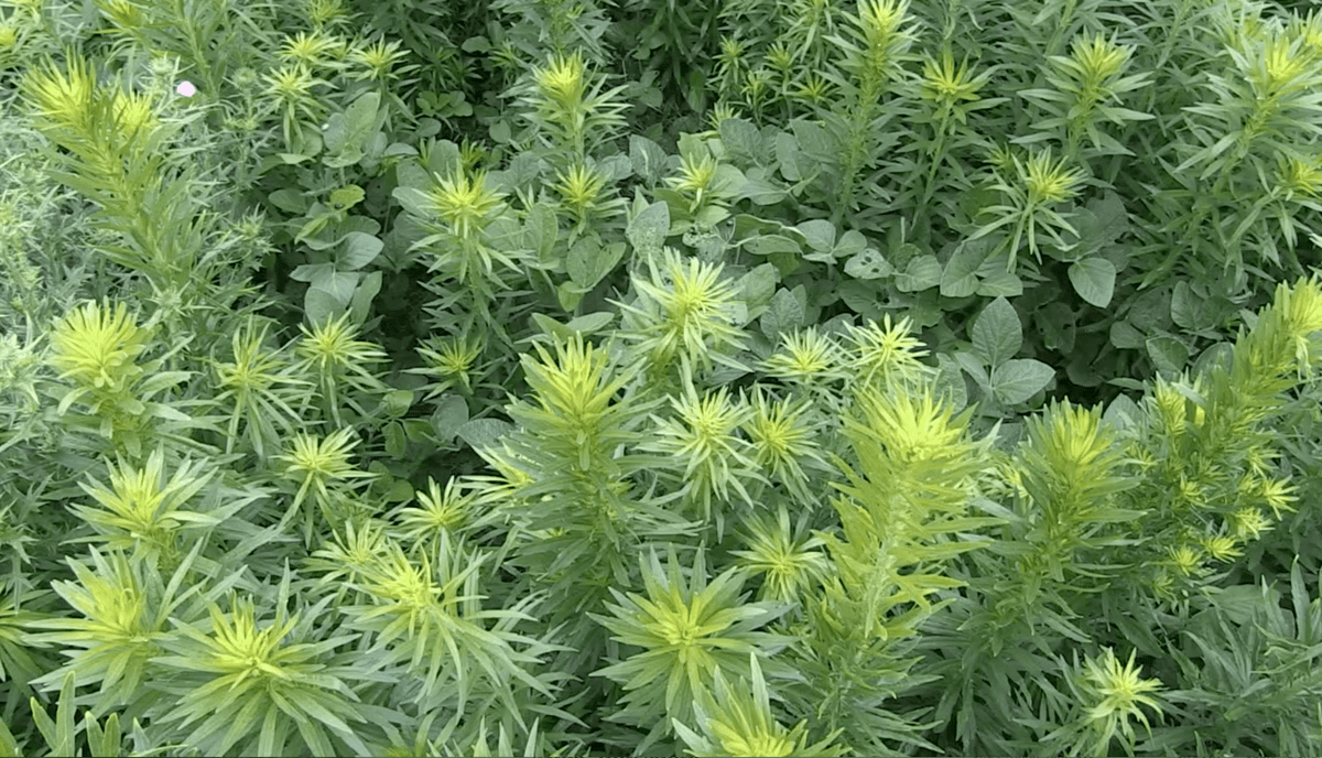 The cost of managing herbicide-resistant weeds is rising. Join Peter Sikkema and Kim Brown on The Agronomists as they discuss the implications.  
👉 realagriculture.com/2026/04/the-re…  
#cdnag #agronomy