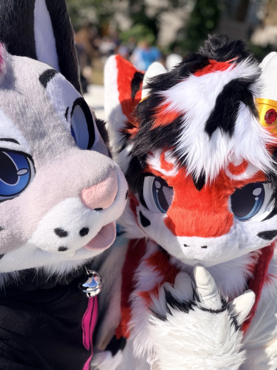 Soju cat ➔ CFZ, Awoostria tweet media