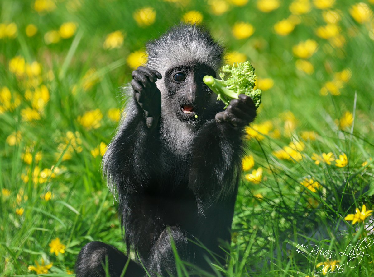 brglilly's tweet image. Limba admiring her Broccoli @PaigntonZoo #kingcolobus #primates