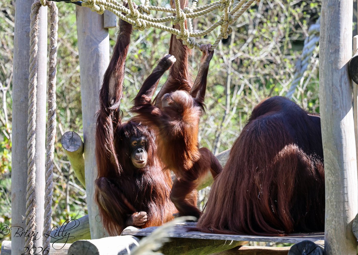 brglilly's tweet image. Natalia, Ranbi and Wousan on the platform @PaigntonZoo #orangutans #primates