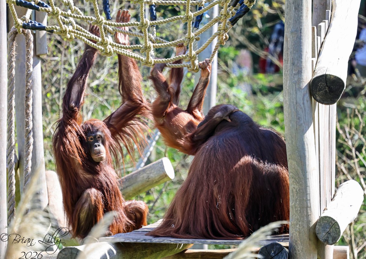 brglilly's tweet image. Natalia, Ranbi and Wousan on the platform @PaigntonZoo #orangutans #primates