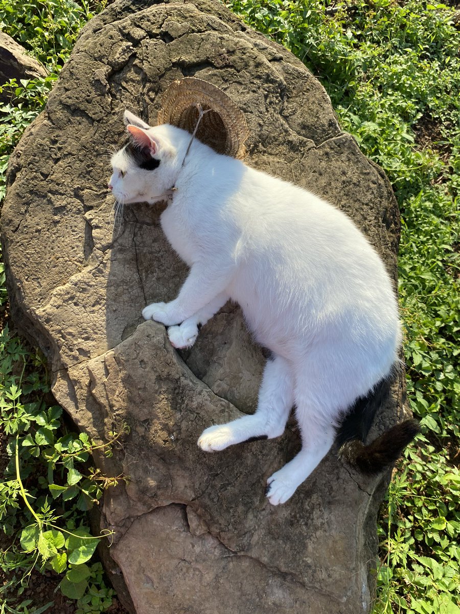 Lune ☽˚.⋆ tweet media