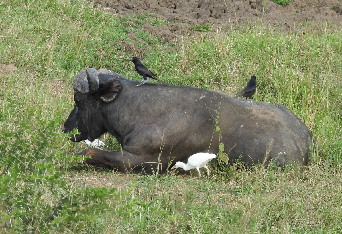 Oxpeckers and white Egrets on an African Buffalo in Queen Elizabeth NP