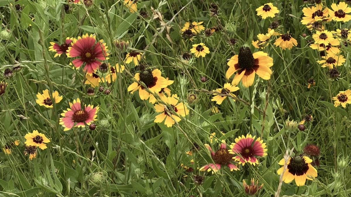 PatriotRider tweet media