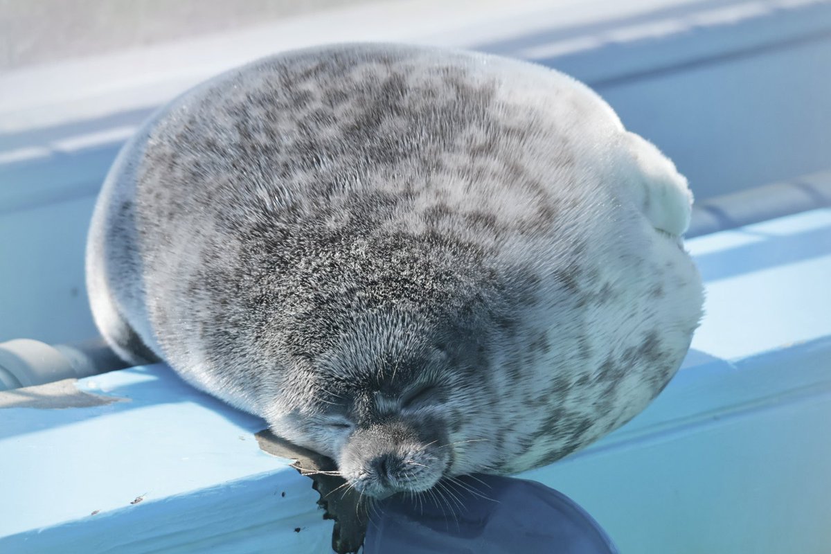 かお🦭 tweet media