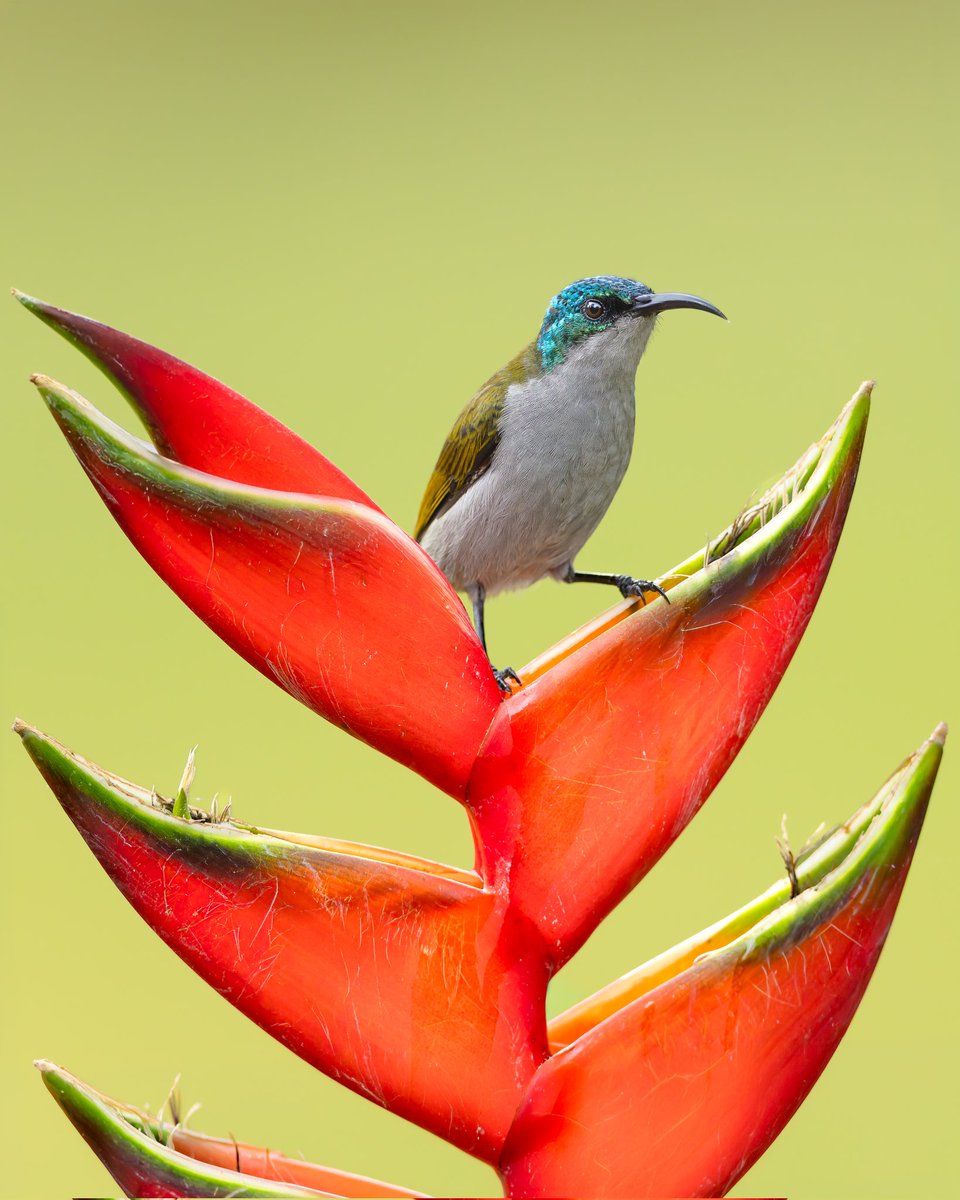Female Green-headed Sunbird in Murang'a