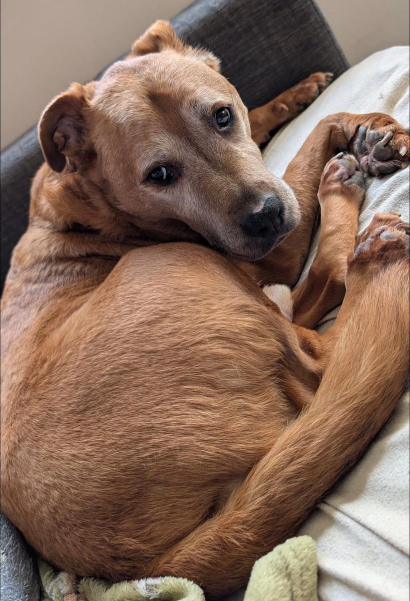 rescuedoggypaws's tweet image. Mr Gomez is a 12 yr old Crossbreed (medium sized) who desperately needs to find his forever home
Mr G was heartbroken after his owner passed away he now really needs a new start to life
helpingyorkshirepoundies.co.uk
#Yorkshire #Rotherham #Barnsley #Doncaster #Worksop #Ollerton #Retford