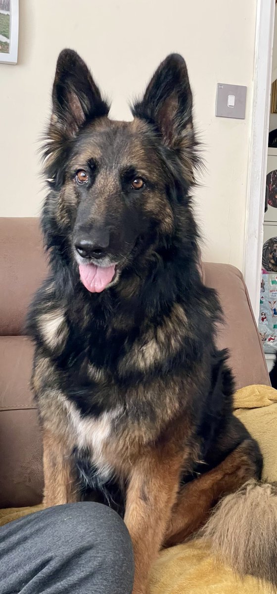 Nicki Llenruf 🐕🐾🐾👮🏻‍♀️- #PuppyWalker+Proud tweet media