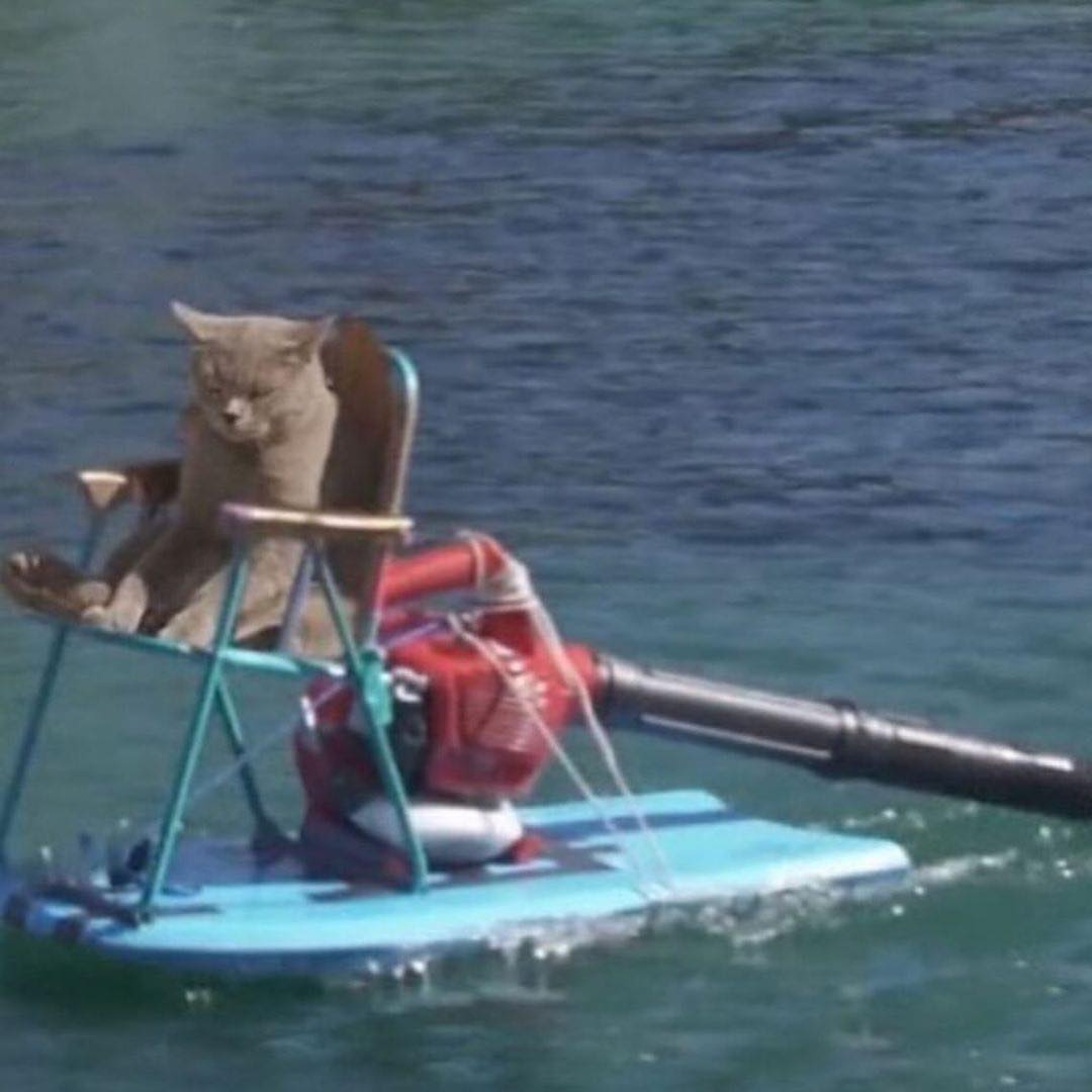 Punch Cat tweet media