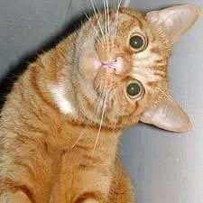 Karina S. tweet media