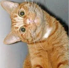 Karina S. tweet media