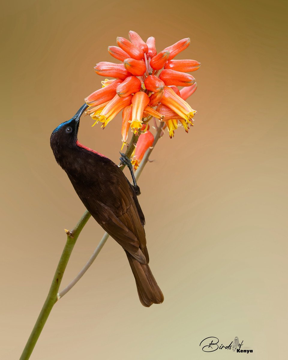 Birds_of_Kenya tweet media