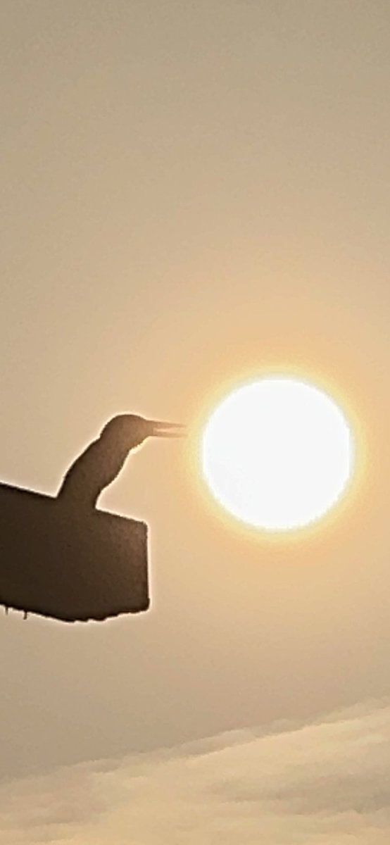 prasannasanthi's tweet image. View these .  Clicked yesterday  

#BlueBird 
#KingFisher 
#Pras_Clicks