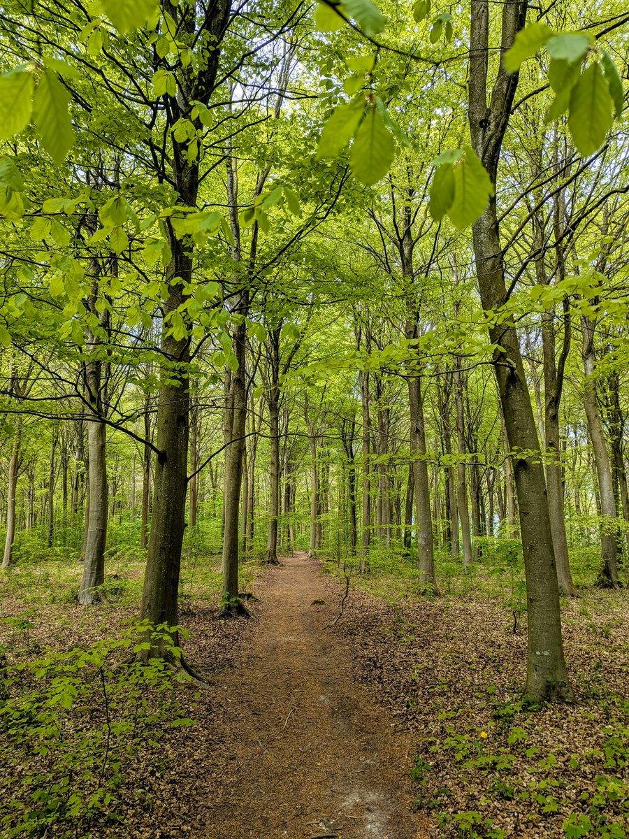 FromMe2WeTravel's tweet photo. A walk on the woods. Is there a better way to spend a few hours? #walkinthewoods #getoutside #sundayvibes https://t.co/7KNnAyAkWz
