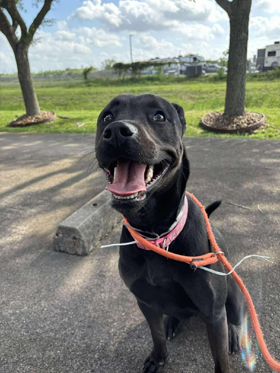 PawsnTails4TX's tweet image. 💞🎉🎊Puppy KAYLA has left the shelter and enjoying days of sunshine ☀️more walks! Rescued by #DiamondsIntheRuff Thank you all and her foster for giving her safety and a second chance 🐾🙏Please honor your pledges! 
Happy tails KAYLA 🥳🎊🎉
Houston #TX
#A652123