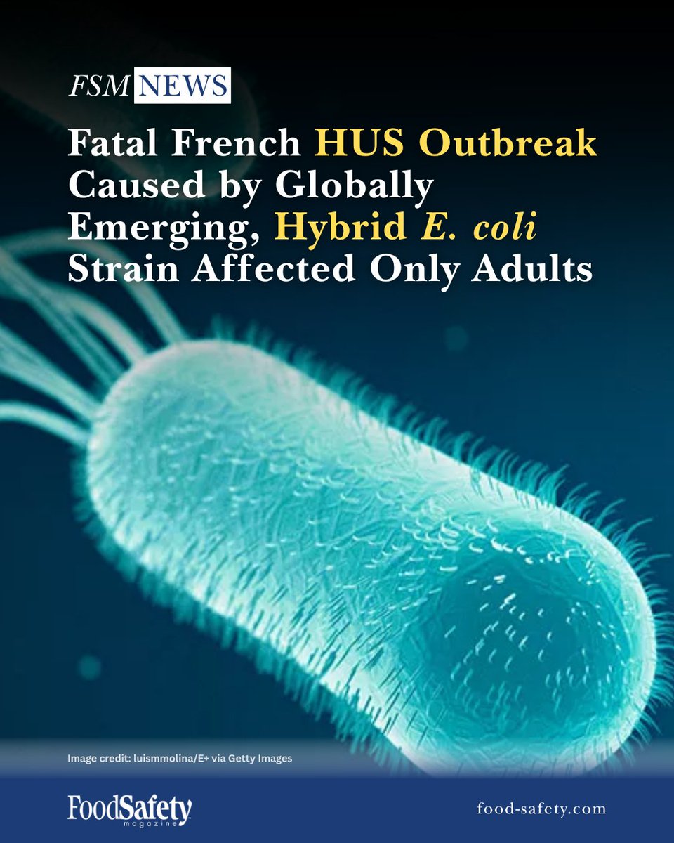 FoodSafetyMag's tweet image. In 2025, a genetically unique hybrid STEC/STEC strain was the cause of a foodborne illness outbreak that affected exclusively adults, with 90 percent of patients developing hemolytic uremic syndrome (HUS) and three deaths occurring. #foodsafety

👉 brnw.ch/21x1WKP