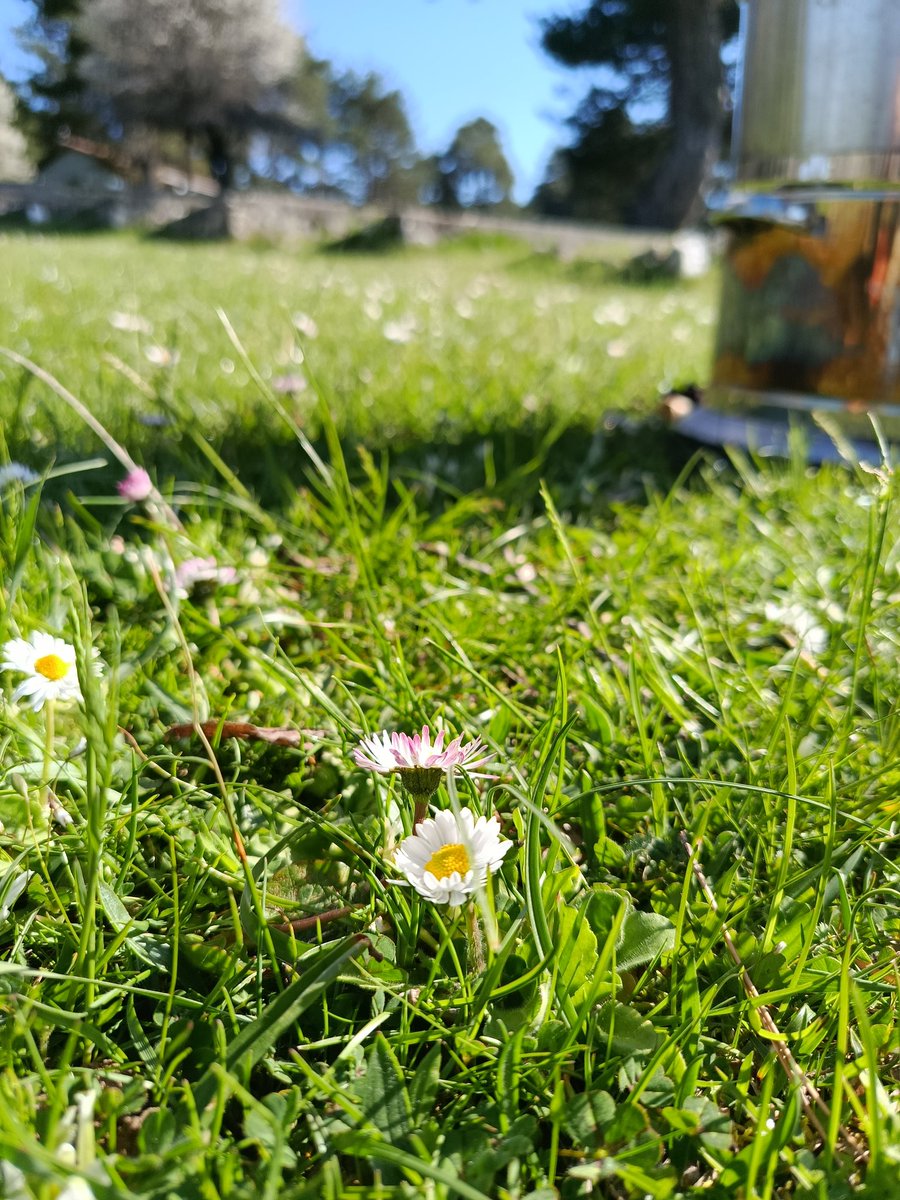 HalilbrahimBra2's tweet image. #doğa #tea #huzur #flower