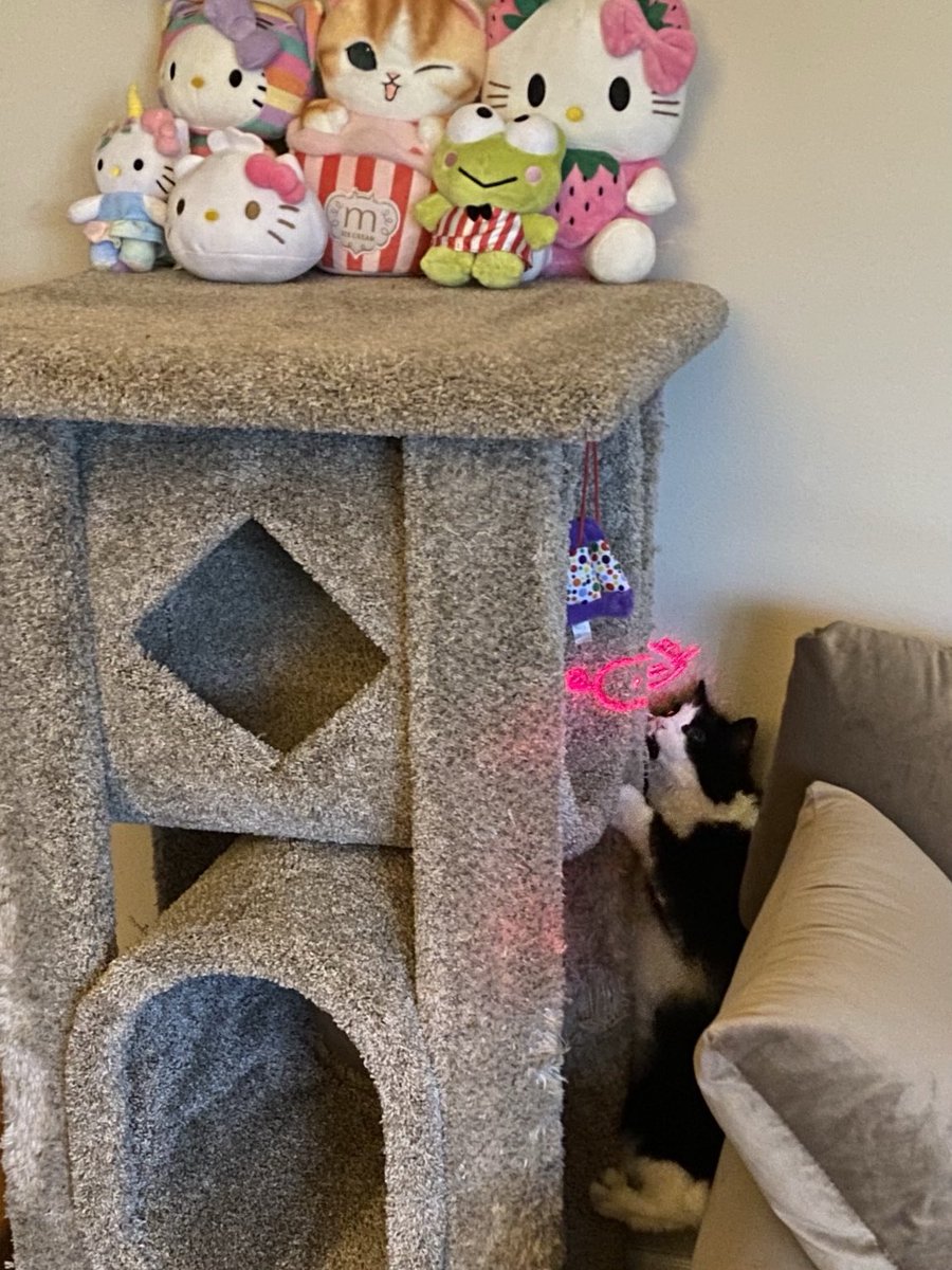 MemeCat99014509's tweet image. 🐾Playing with laser 🐁 is 👍 way to
     start my #SundayFunday!🐾🤩
            🐾🖤🤍~Sally😽

#CatsOfX #CatsOfTwitter #AnimalLover #Cats #Hedgewatch #PetsOfX