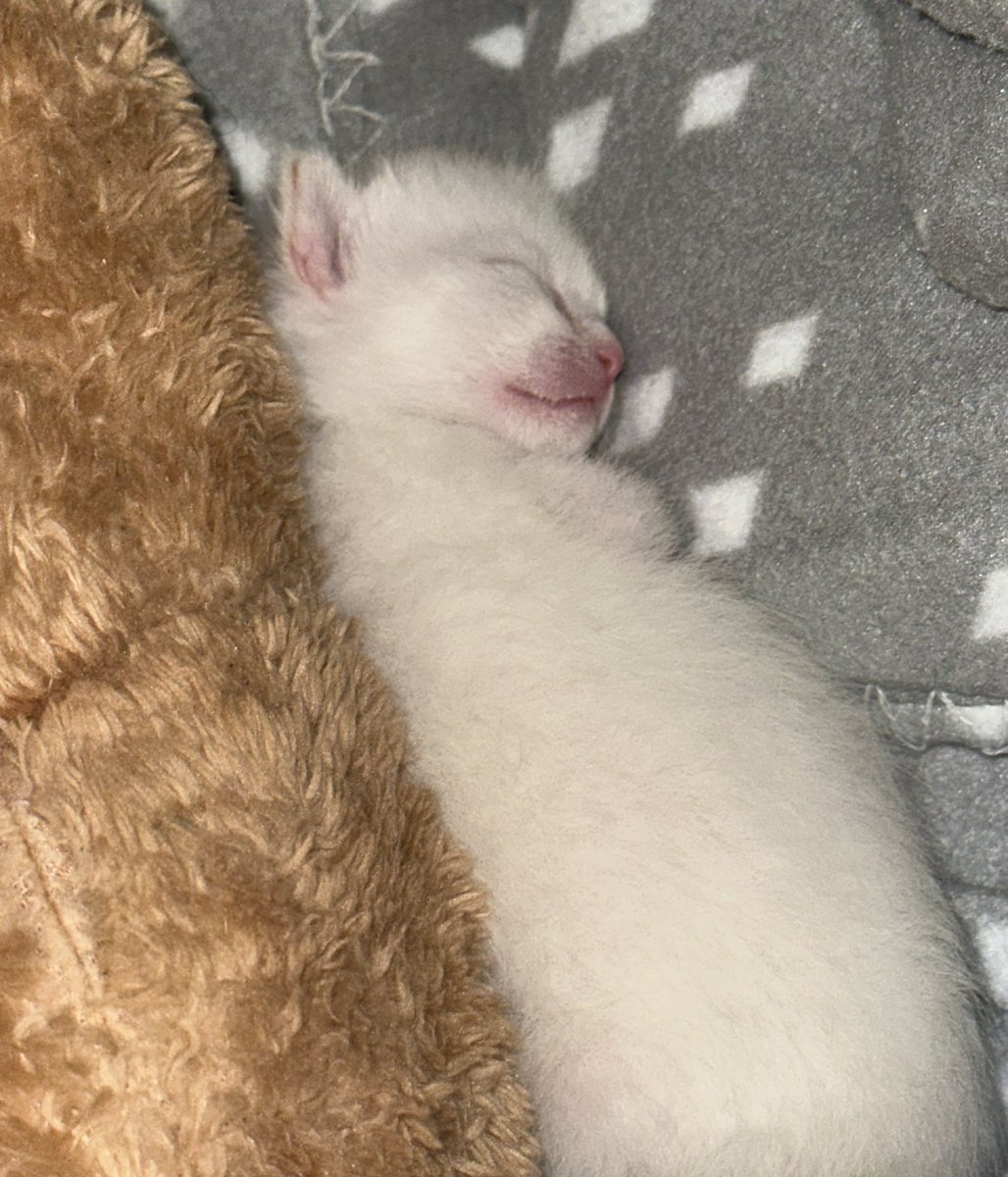 nani 📦👻 tweet media