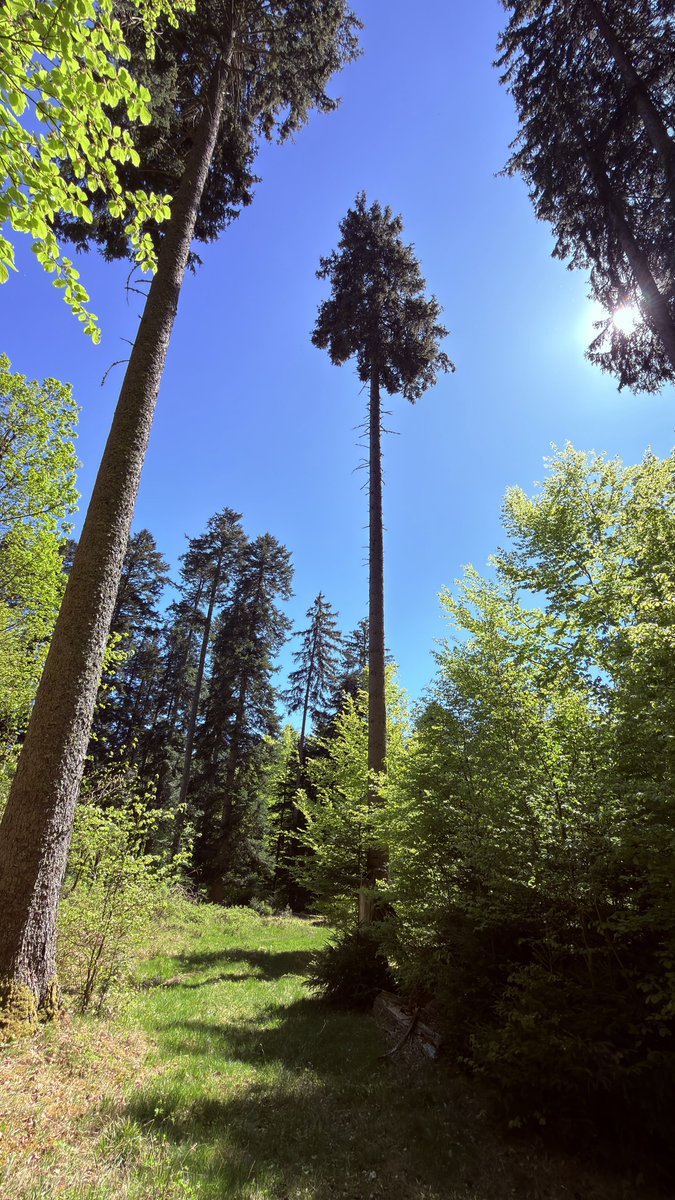 sergelotz's tweet image. Du vert #Today ! 🦌🌲☀️Le Howald (67).  #MakeAlsaceGreatAgain #MAGA