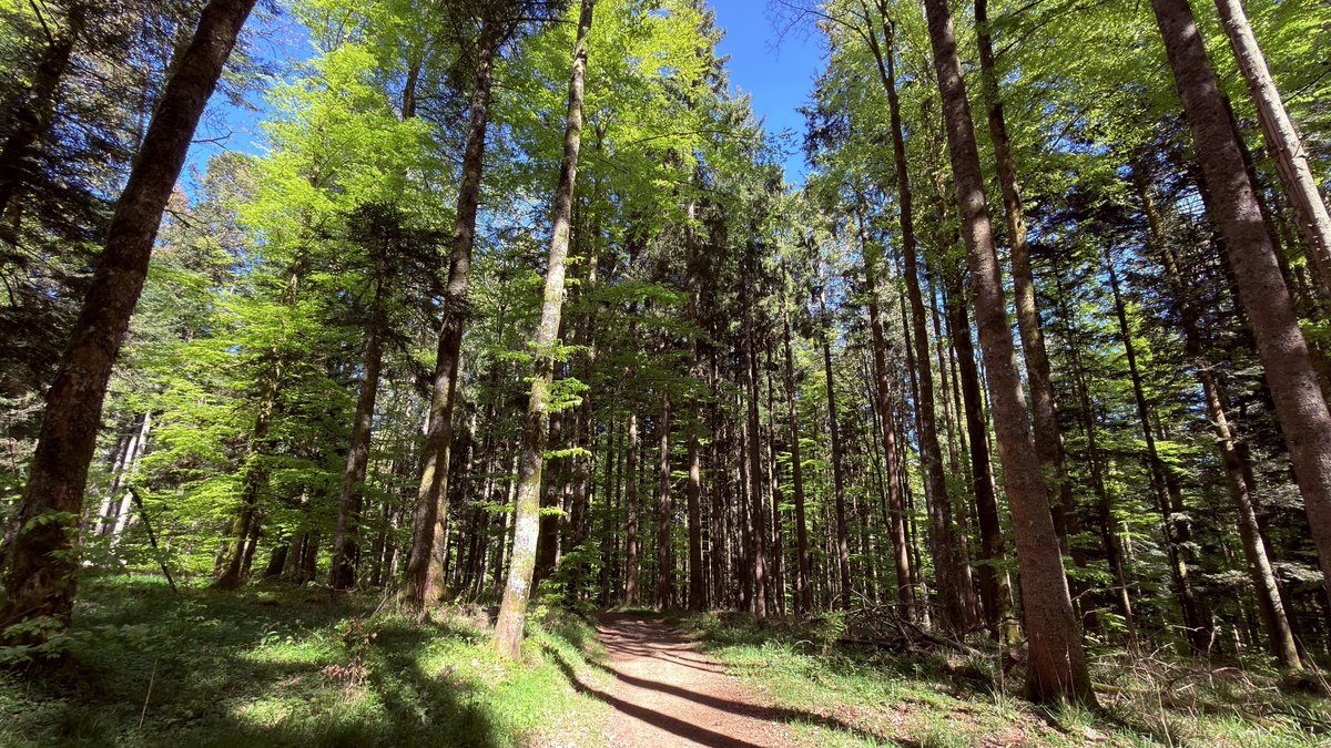 sergelotz's tweet image. Du vert #Today ! 🦌🌲☀️Le Howald (67).  #MakeAlsaceGreatAgain #MAGA