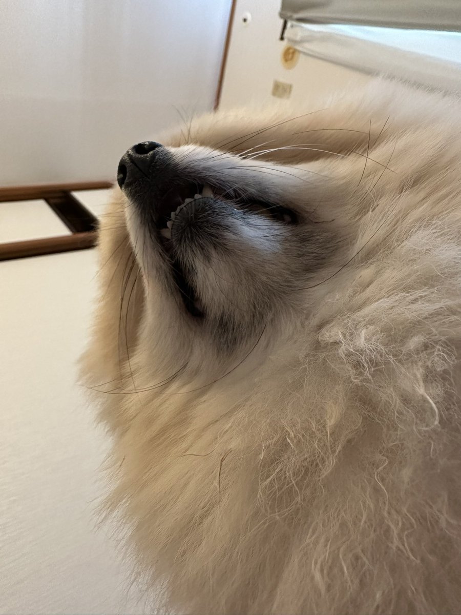 りんりんたろう🪐 tweet media