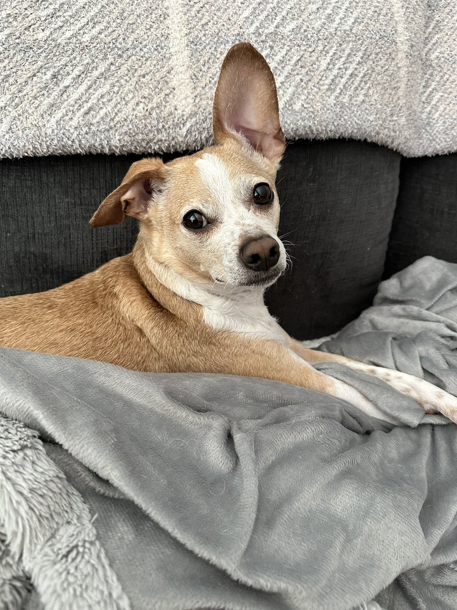 Finnegan 🇨🇦Angel Cooper🌈 and Andria 🇨🇦🐶😇 tweet media