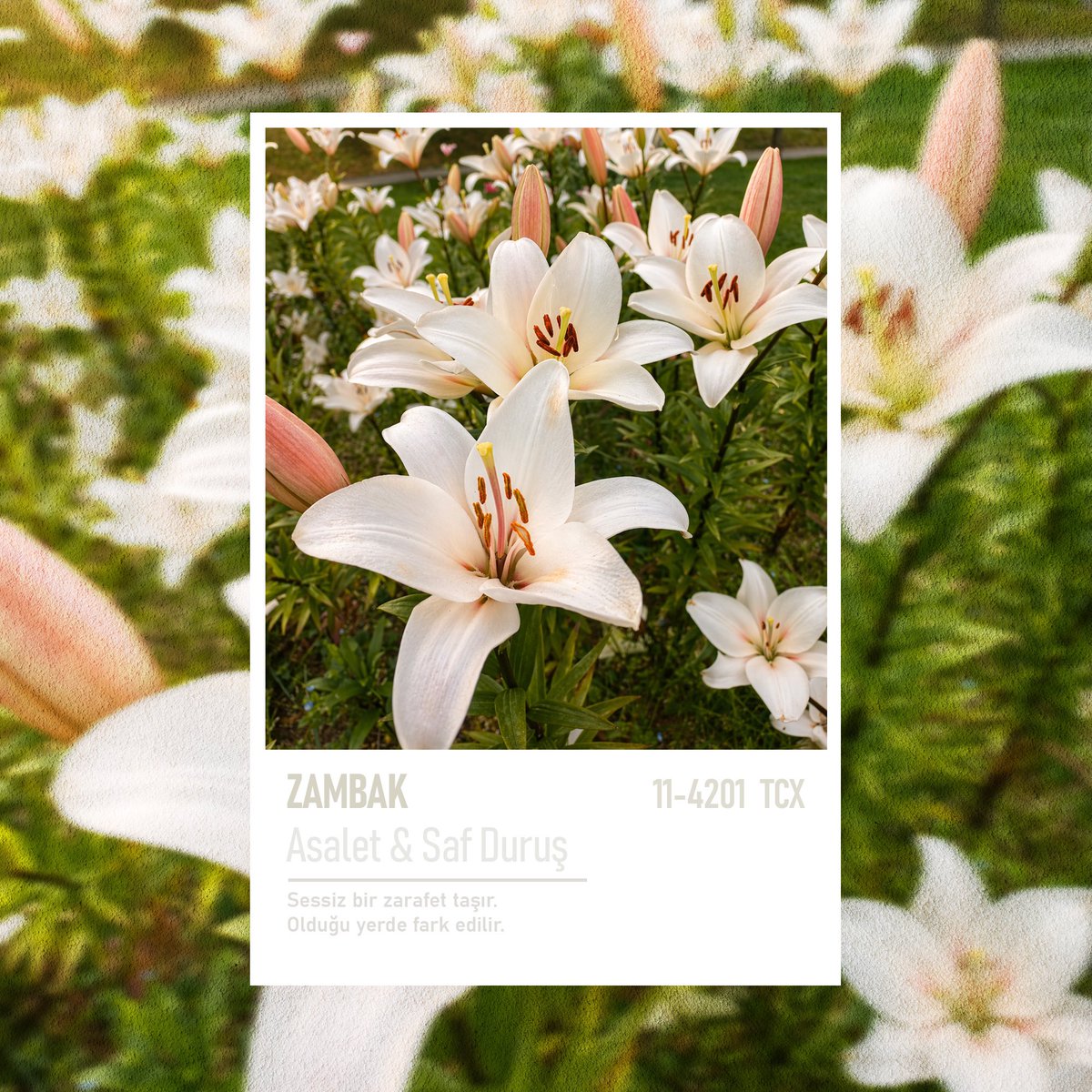 Yeşil İstanbul 🌿 tweet media