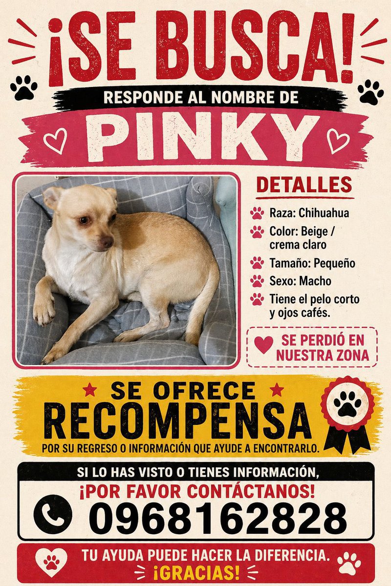 AlertaMePerdi's tweet image. #PERDIDO #DURAN
Nombre: #Pinky Manuel
Fecha: 2026-04-24
Sector: Centro, Cdla Abel Gilbert 3.Por las camaroneras
Sexo: Macho
Raza: Chihuahua
Observación: Es de color cremita/beige tiene las ojeras manchadas
Contacto: 0992157709
¡Ayúdalo a volver con su familia!
 #AlertaMePerdí