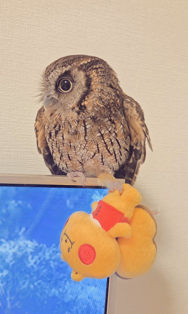 まるこ tweet media