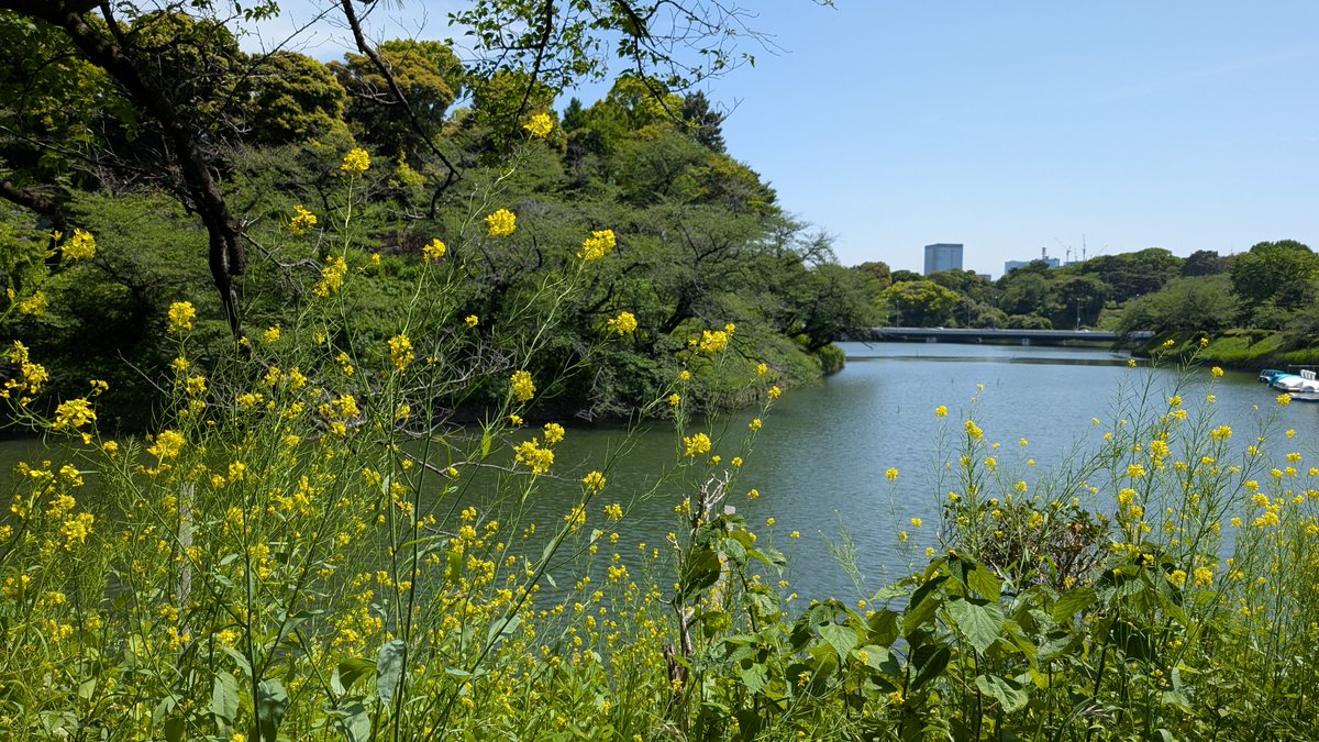 yasushi_visual's tweet photo. @iluvjk_nzm 皇居周辺は今は新緑の季節。１か月前は千鳥ヶ淵近くのこの辺りは人がいっぱいでした。グクさんもこの辺を走ったのかなと考えながら歩きました。 https://t.co/oc3iDnbbK2