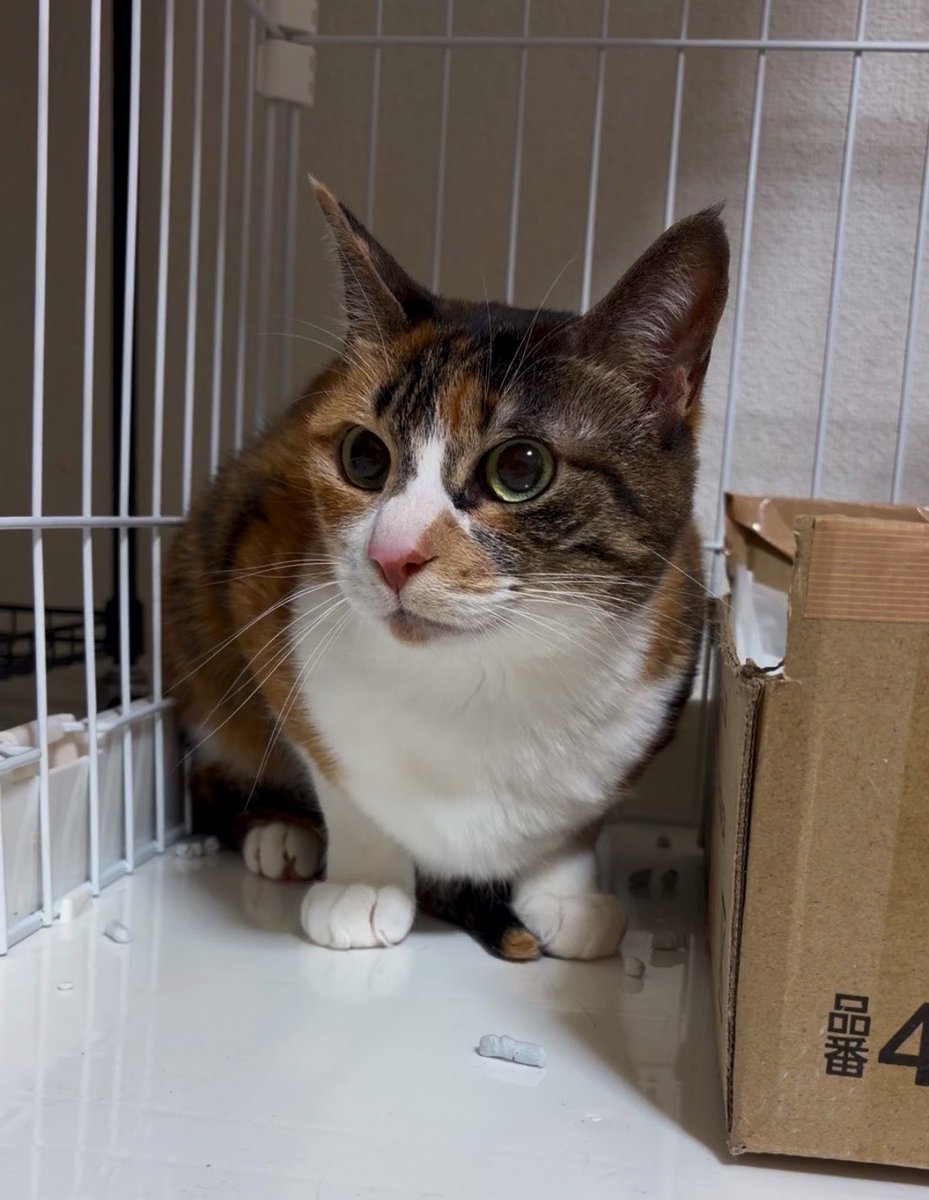 なななな（実家療養中） tweet media