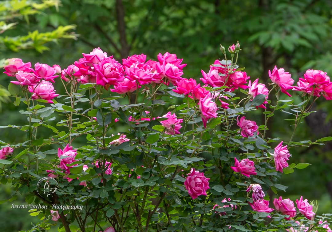 SerenaVachon's tweet image. Knockout rose bush #garden #flowers #flowerphotography #FlowersOfX #pink #pinkflowers
