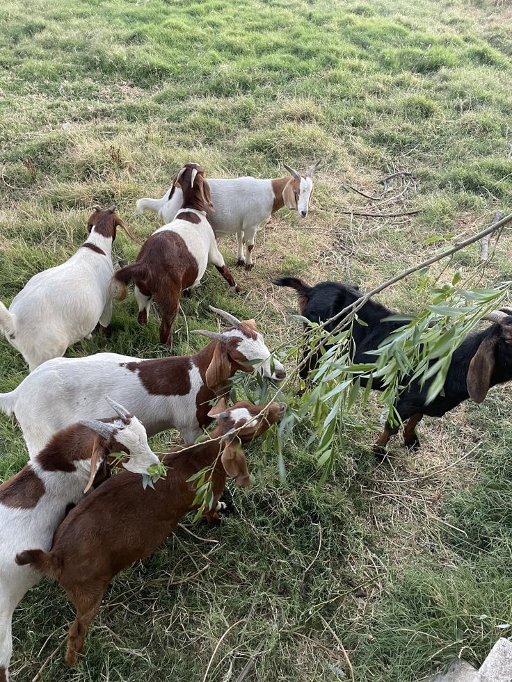 damilolafarm's tweet image. You bought goats… but no increase after months? 
You’re doing something wrong.

Don’t joke with this if you want profit;
•Feed properly
•Deworm regularly
•Control breeding
•Separate sick ones
#GoatFarming #Livestock #AgriTips #Farm