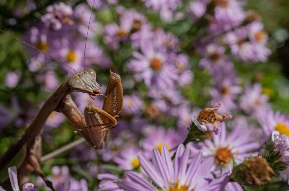 XmxHowes's tweet image. Check out my Bug photos available here linda-howes.pixels.com/featured/prayi…

#Wallartforsale #wallart #bug #insect #naturephotography #macro #flowers #wildlife #PrayingMantisEatingBug #Manidbles #eating #homedecor #gifts #giftideas #bugeatingbug