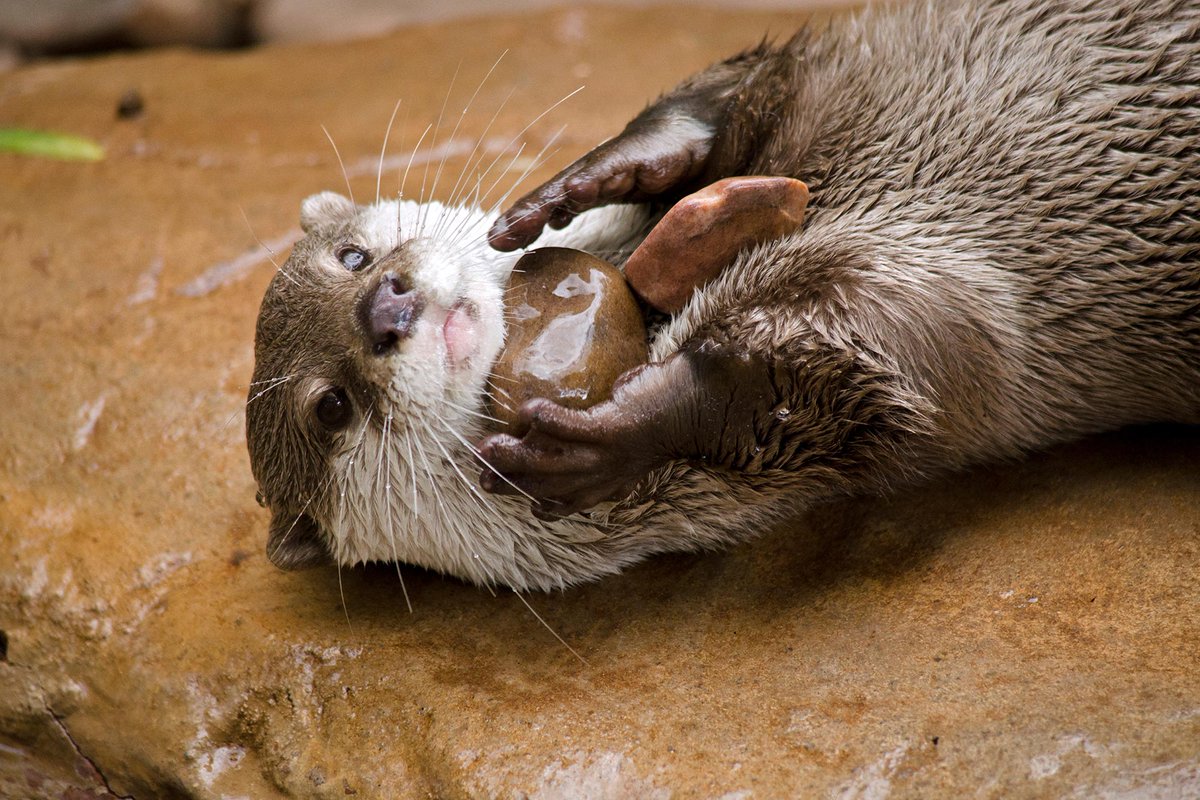 In Otter News.... tweet media