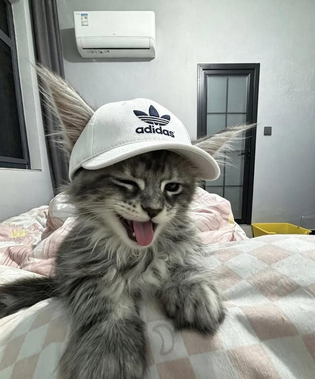 The Pets 𝕏 tweet media