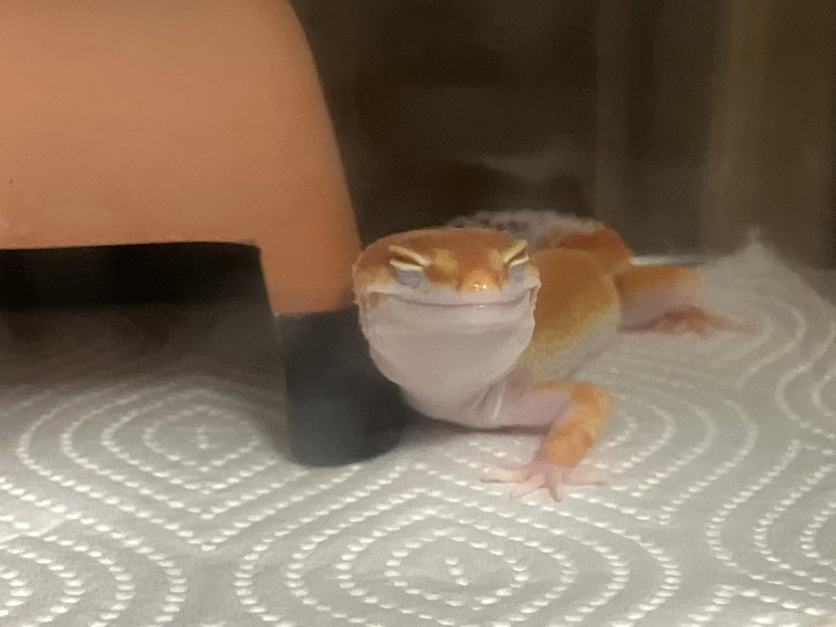 めぐー tweet media