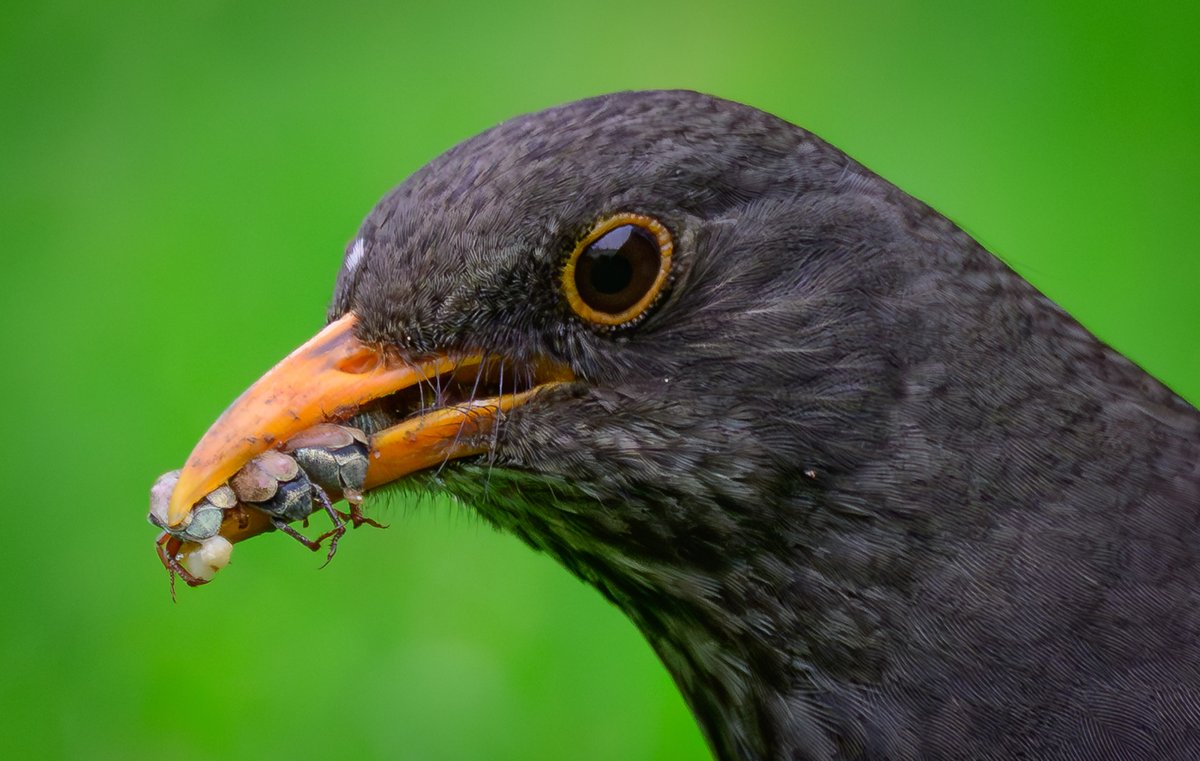 dparody's tweet image. Next time to lay down on a lawn and wonder what those welts are from...Blackbird and his catch! #birding