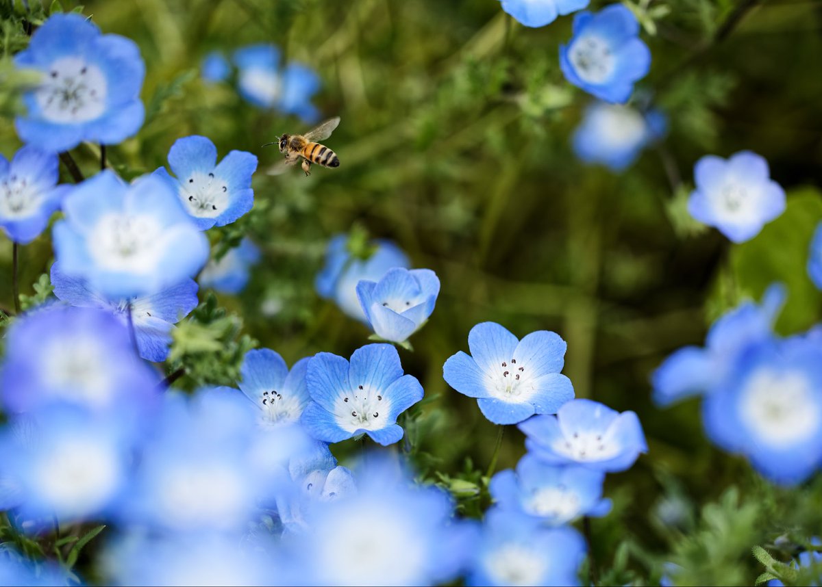 舎人公園のネモフィラを撮ってきました

ミツバチがせかせか花粉を集めていて可愛かったですね