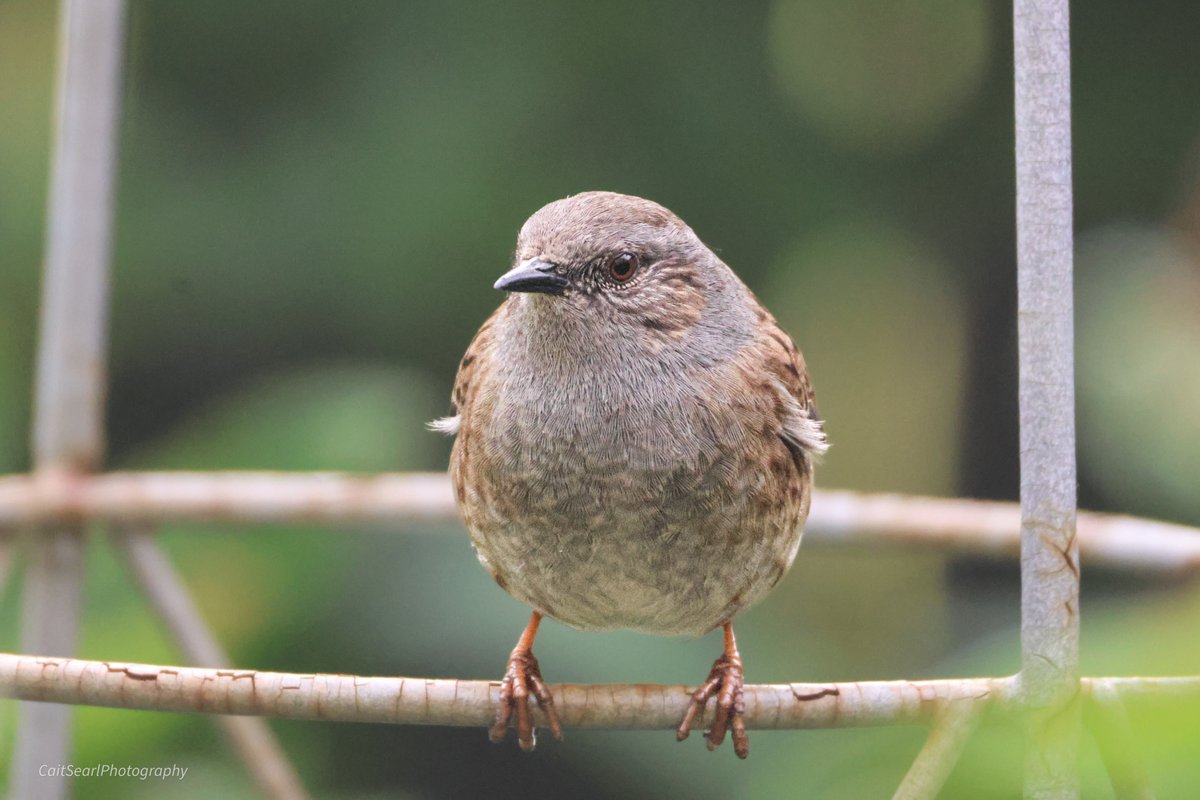 Cait Searl tweet media