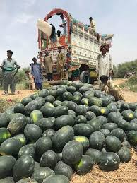 JOUERNALIST's tweet image. آلو کی طرح اس بار تربوز کی قیمت بھی گر گئیں،پہلے اس کے بہت برآمد ہوتی تھی دوبئی تک جاتا تھا مگر موجودہ حالات میں ایشائی منڈیوں تک رسائی کی نئی مشکلات سامنے آئی ہیں چلو ہمیں کم قیمت پر دستیاب ہے
#Watermelon #Farmers
