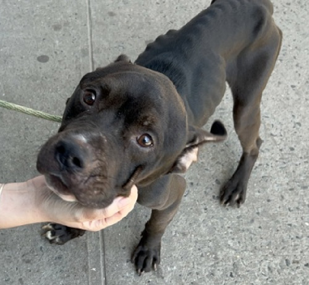 TAV4ACCMedicals's tweet image. #MedicalDogoftheDay 
#FostersSaveLives 
#Pledge4Rescue 

Freybug
nycacc.app/#/browse/243448
#Adopted 4 months ago
Returned starved &amp;amp; wounded 

But his loving spirit still shines thru

Help Freybug