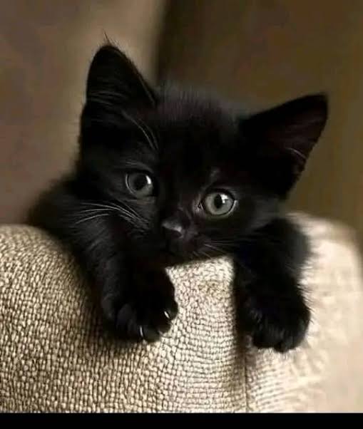 Tio Felino (Leo) tweet media