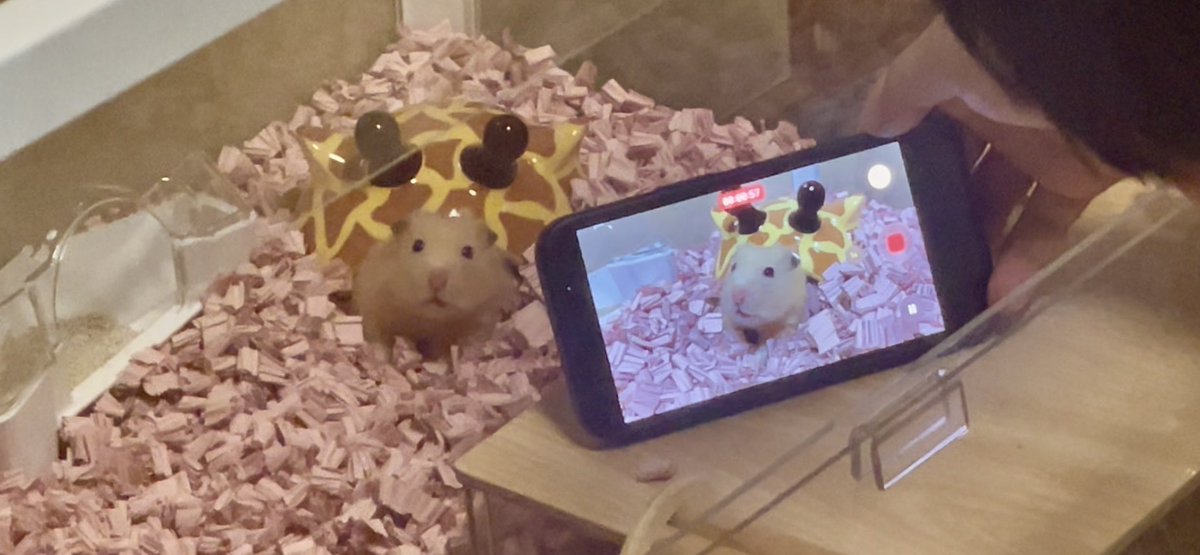 ほつの tweet media