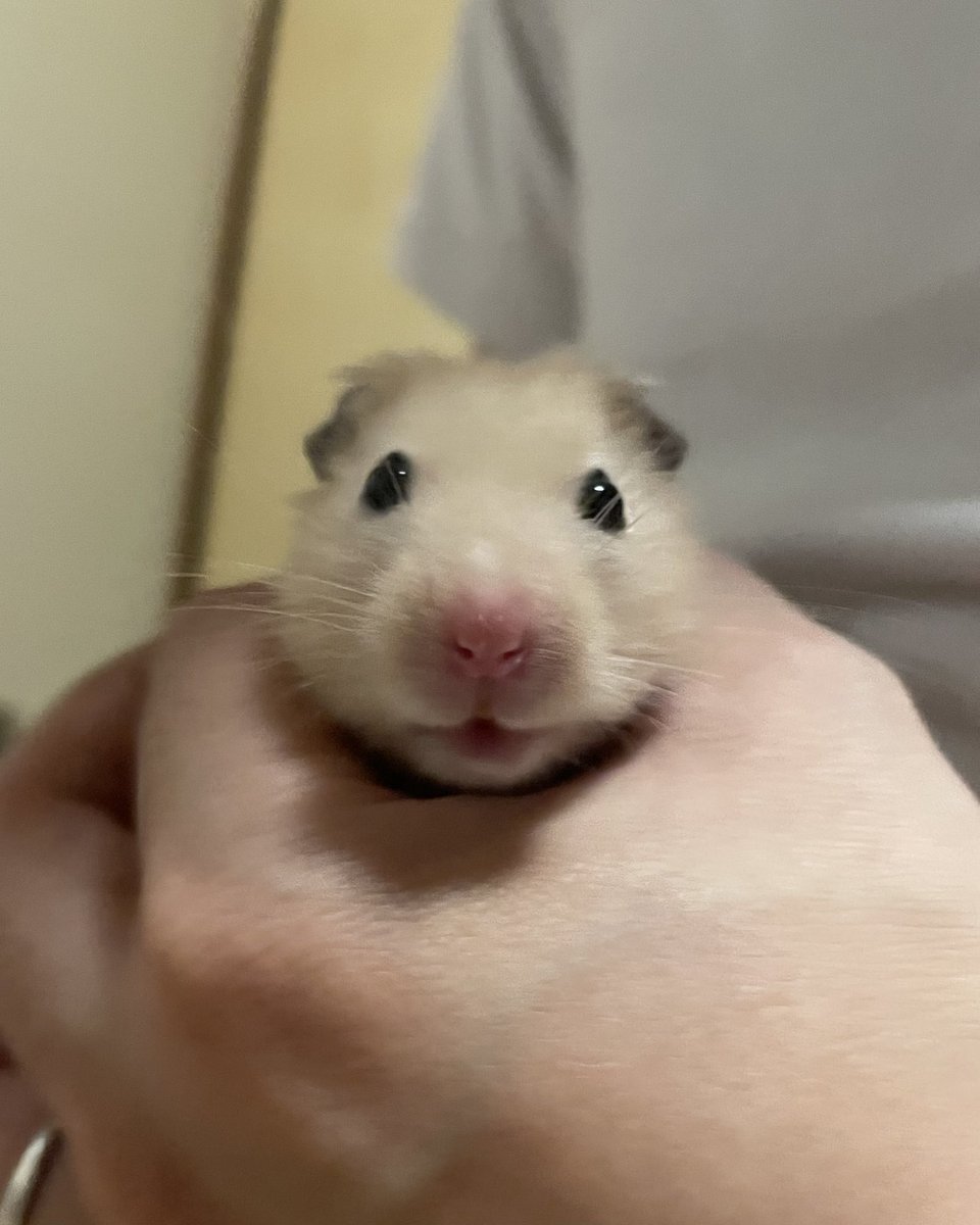 ほつの tweet media